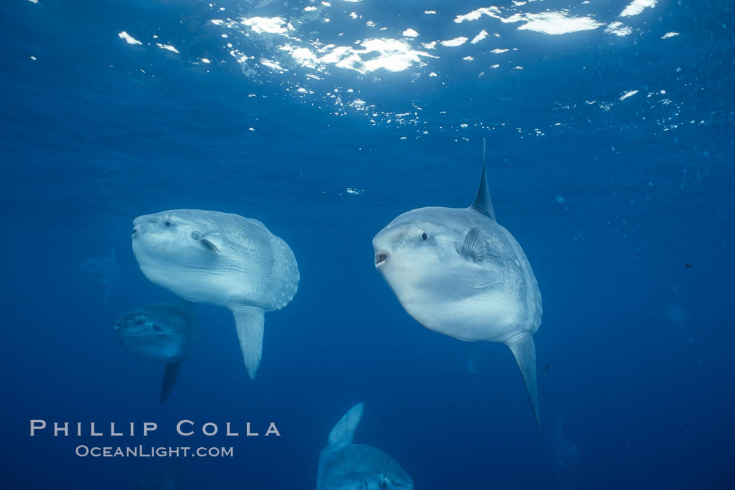 Ocean sunfish schooling, open ocean near San Diego. California, USA, Mola mola, natural history stock photograph, photo id 03593