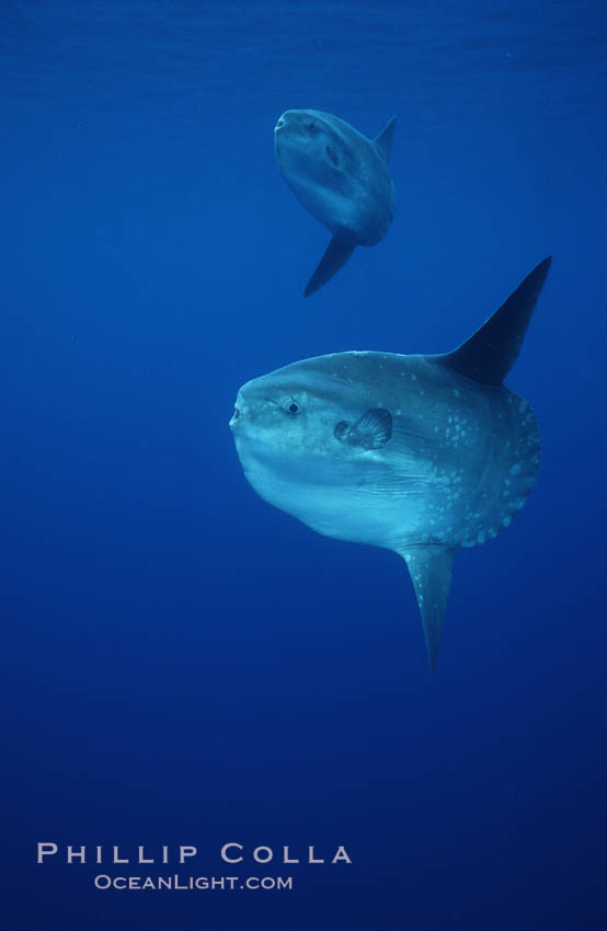 Ocean sunfish schooling, open ocean near San Diego. California, USA, Mola mola, natural history stock photograph, photo id 03601