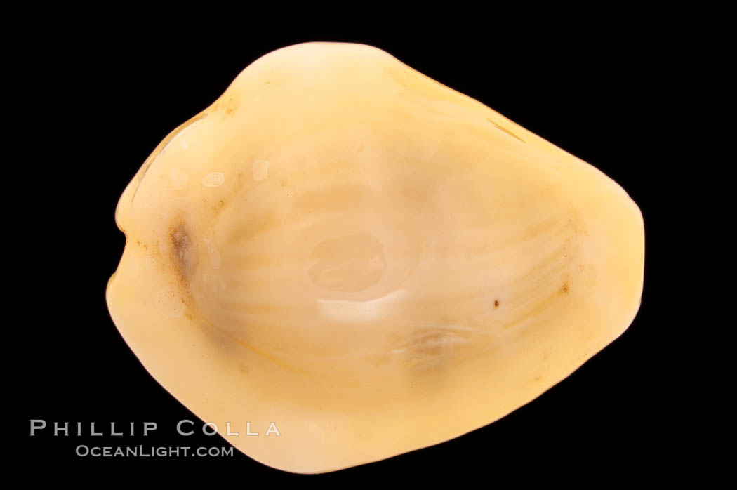 Money Cowrie., Cypraea moneta barthelemyi, natural history stock photograph, photo id 08458