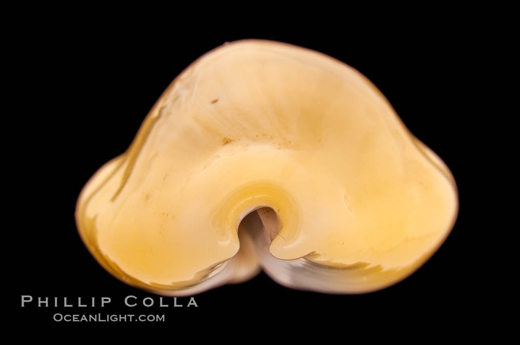 Money Cowrie., Cypraea moneta barthelemyi, natural history stock photograph, photo id 08461