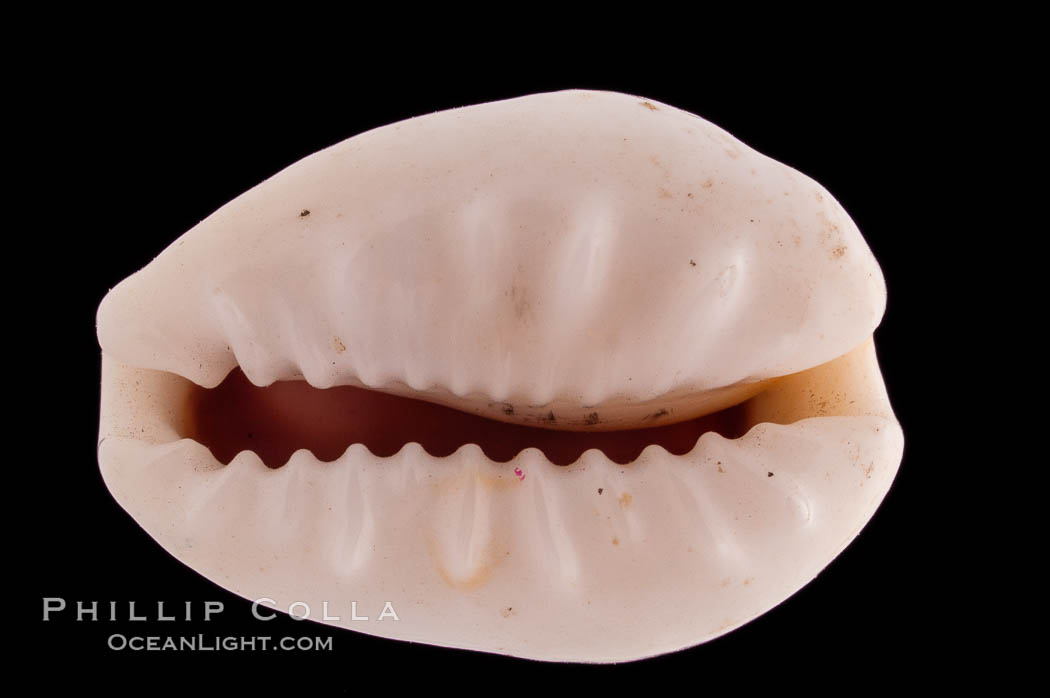 Money Cowrie., Cypraea moneta rhomboides, natural history stock photograph, photo id 08268