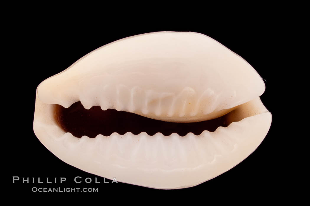 Money Cowrie., Cypraea moneta, natural history stock photograph, photo id 08463