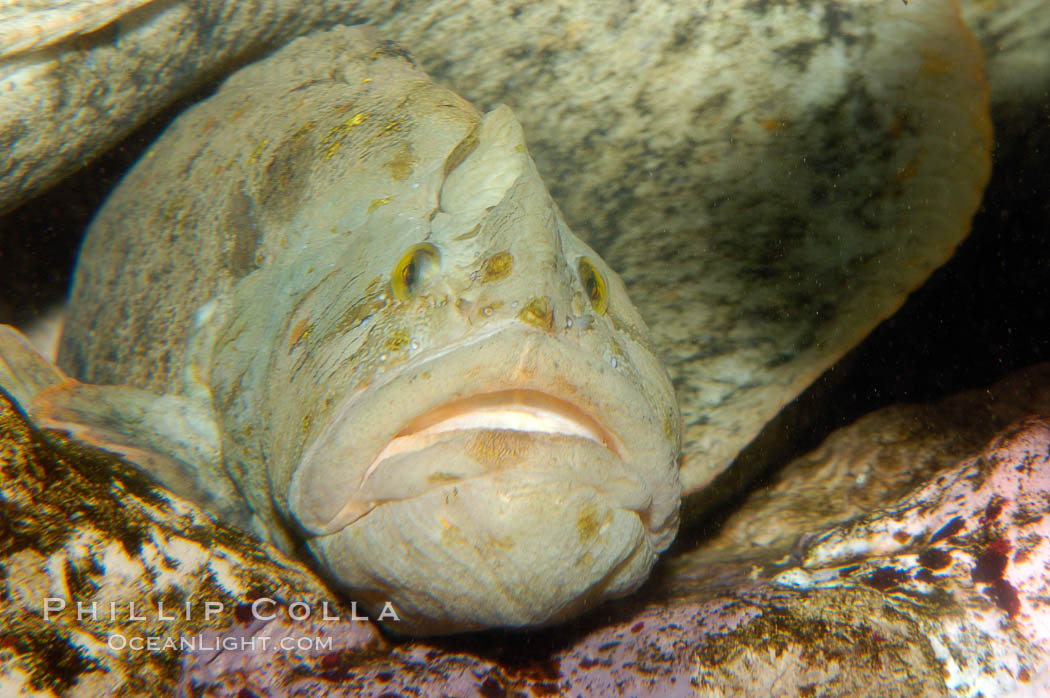 Monkey-faced eel., Cebidichthys violaceus, natural history stock photograph, photo id 09830
