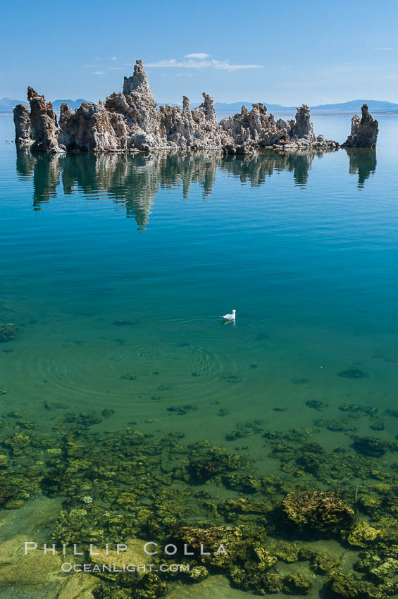 Tufa towers rise from Mono Lake.  Tufa towers are formed when underwater springs rich in calcium mix with lakewater rich in carbonates, forming calcium carbonate (limestone) structures below the surface of the lake.  The towers were eventually revealed when the water level in the lake was lowered starting in 1941.  South tufa grove, Navy Beach. California, USA, natural history stock photograph, photo id 09926