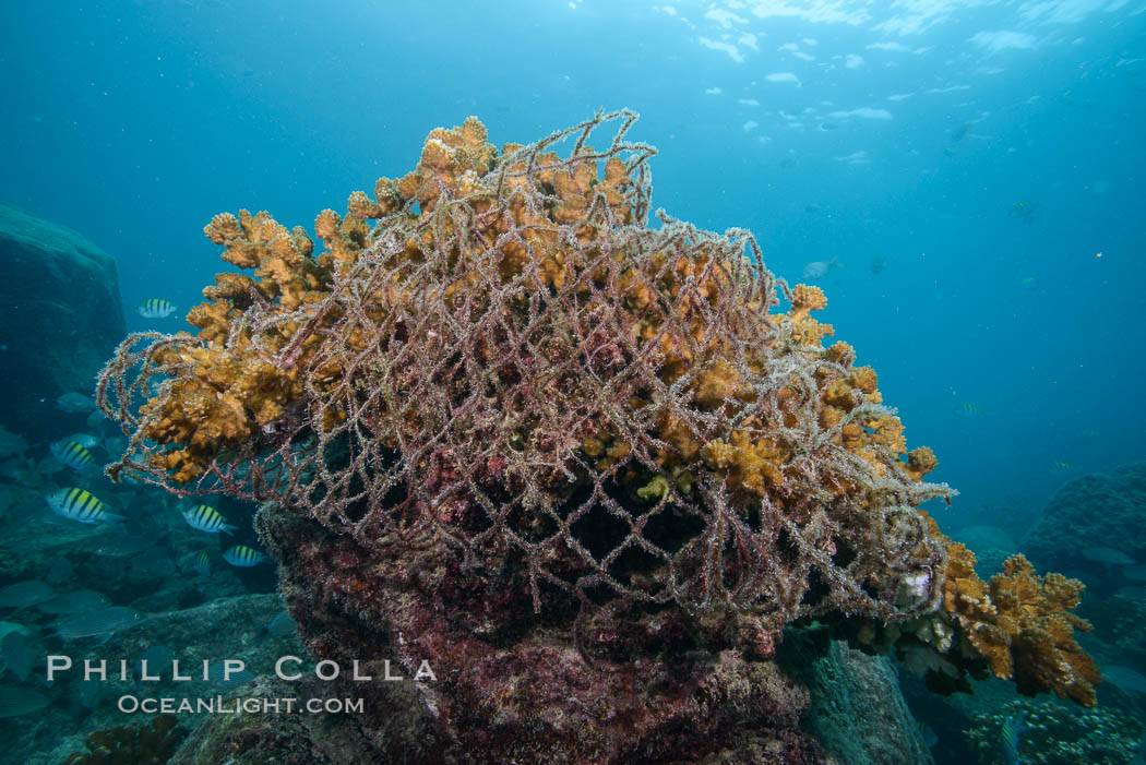 Monofiliment Fishing Net Covers Hard Coral, Isla Espiritu Santo, Sea of Cortez, Baja California, Mexico., natural history stock photograph, photo id 31255