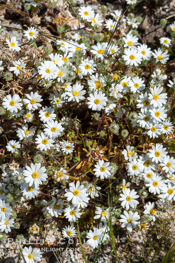 Desert star in spring bloom, a member of the sunflower family found in lower elevations of the Sonoran desert.  Heavy winter rains led to a historic springtime bloom in 2005, carpeting the entire desert in vegetation and color for months. Anza-Borrego Desert State Park, Borrego Springs, California, USA, Monoptilon bellioides, natural history stock photograph, photo id 10941