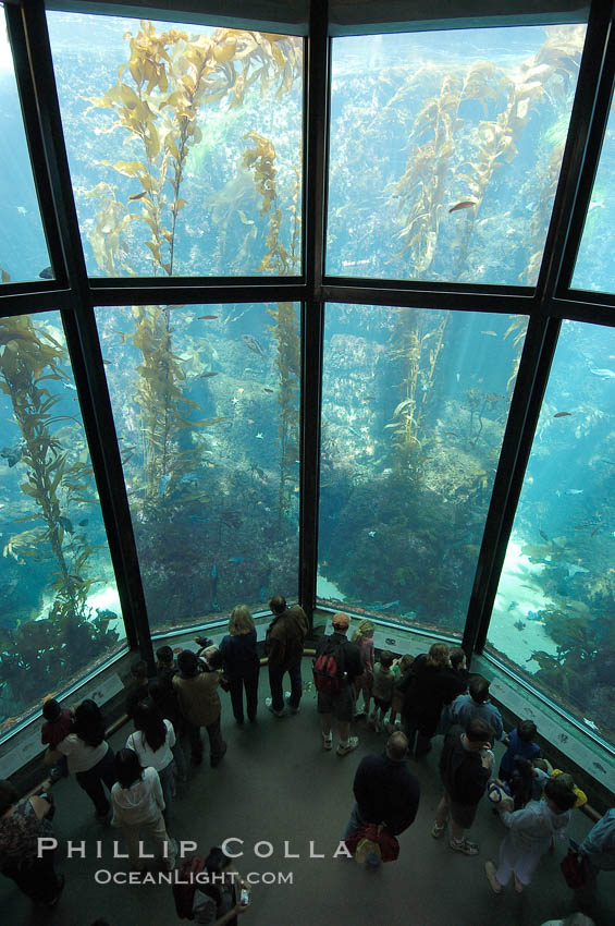 Visitors enjoy the enormous kelp forest tank at the Monterey Bay Aquarium. California, USA, natural history stock photograph, photo id 09070