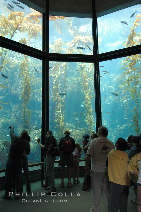 Visitors enjoy the enormous kelp forest tank at the Monterey Bay Aquarium. California, USA, natural history stock photograph, photo id 09072