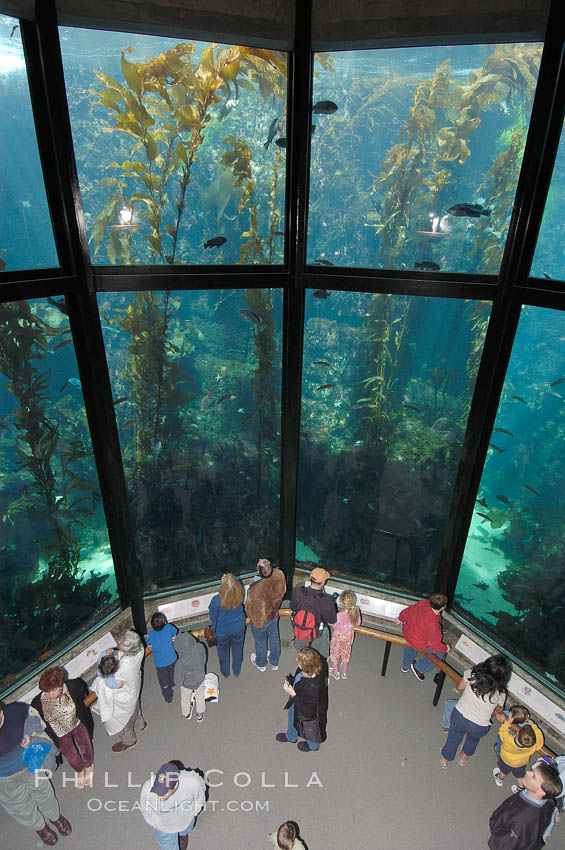 Visitors enjoy the enormous kelp forest tank at the Monterey Bay Aquarium. California, USA, natural history stock photograph, photo id 09071