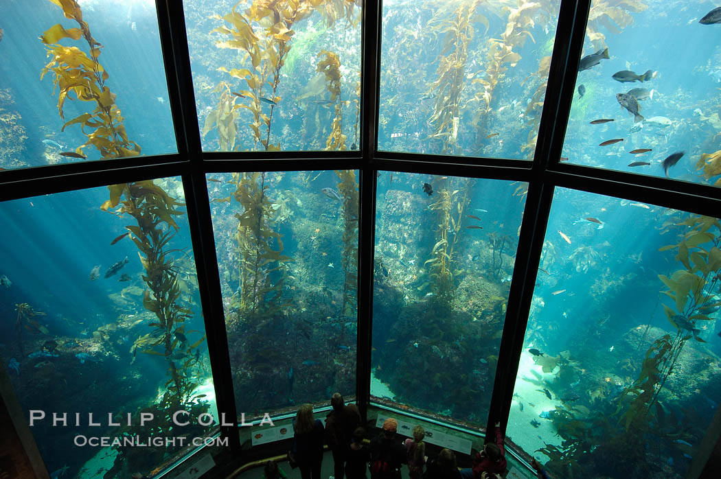 Visitors enjoy the enormous kelp forest tank at the Monterey Bay Aquarium. California, USA, natural history stock photograph, photo id 09069