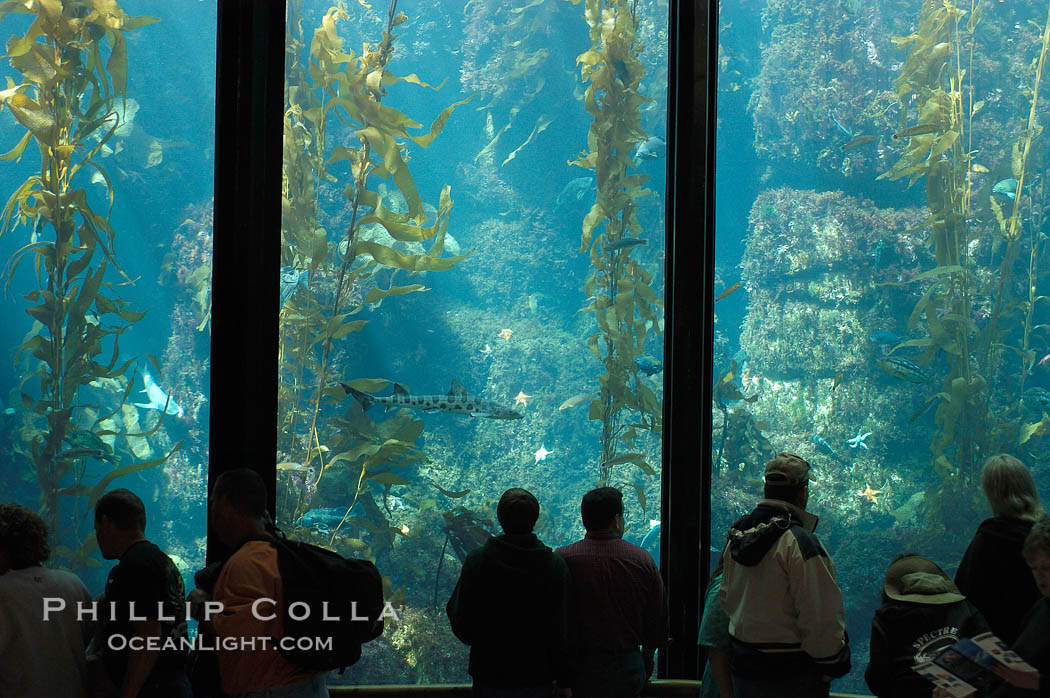 Visitors enjoy the enormous kelp forest tank at the Monterey Bay Aquarium. California, USA, natural history stock photograph, photo id 09073