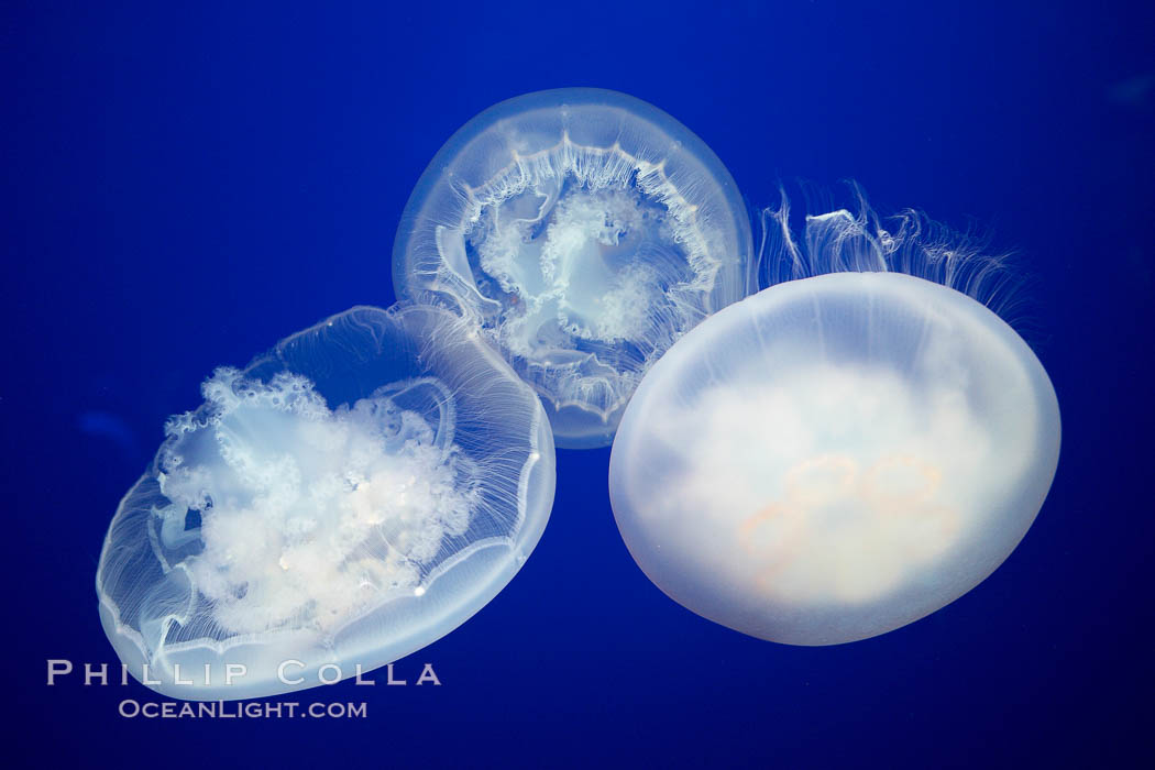 Moon jelly, a semi-translucent jellyfish, ocean drifter, pelagic  plankton., Aurelia aurita, natural history stock photograph, photo id 21544