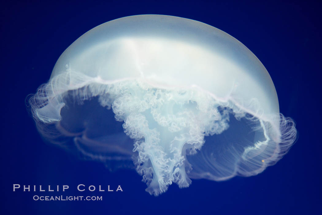 Moon jelly, a semi-translucent jellyfish, ocean drifter, pelagic  plankton., Aurelia aurita, natural history stock photograph, photo id 21541