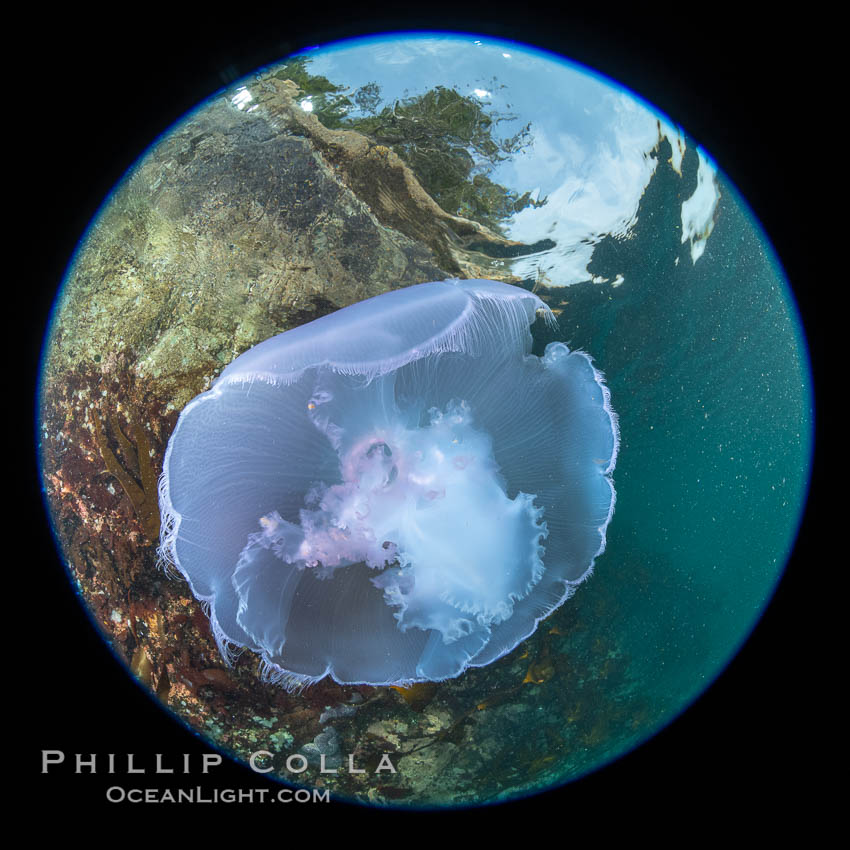 Moon jelly, Browning Pass, Vancouver Island, Canada, Aurelia aurita