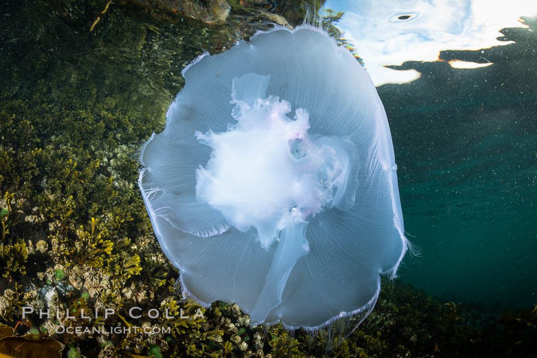 Moon jelly, Browning Pass, Vancouver Island, Canada. British Columbia, Aurelia aurita, natural history stock photograph, photo id 35335