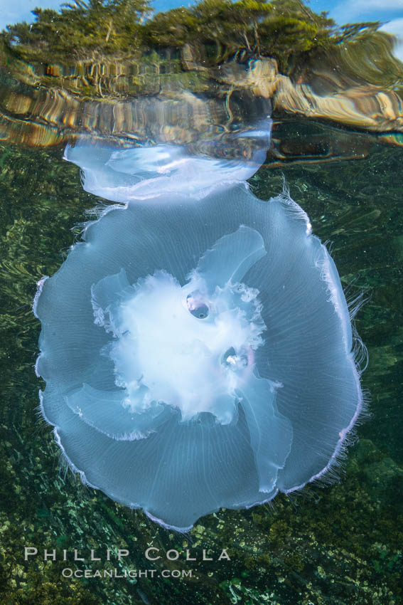 Moon jelly, Browning Pass, Vancouver Island, Canada. British Columbia, Aurelia aurita, natural history stock photograph, photo id 35281