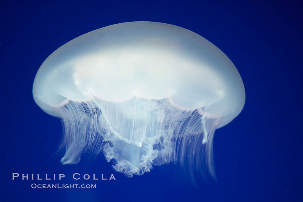 Moon jelly, a semi-translucent jellyfish, ocean drifter, pelagic  plankton., Aurelia aurita, natural history stock photograph, photo id 21540