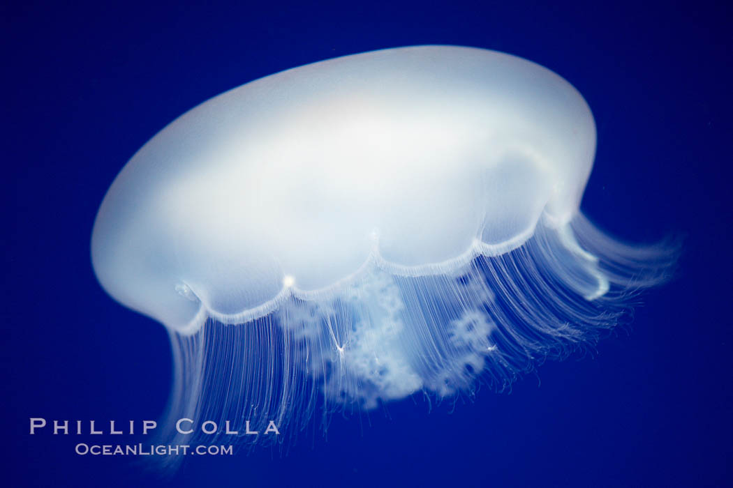 Moon jelly, a semi-translucent jellyfish, ocean drifter, pelagic  plankton., Aurelia aurita, natural history stock photograph, photo id 21543