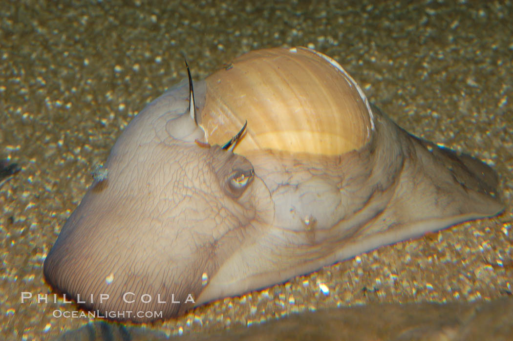 Lewiss moon snail, mantle extended to nearly cover shell., Polinices lewisii, natural history stock photograph, photo id 08645