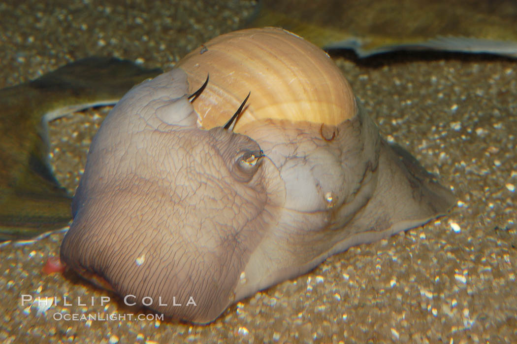 Lewiss moon snail, mantle extended to nearly cover shell., Polinices lewisii, natural history stock photograph, photo id 08646