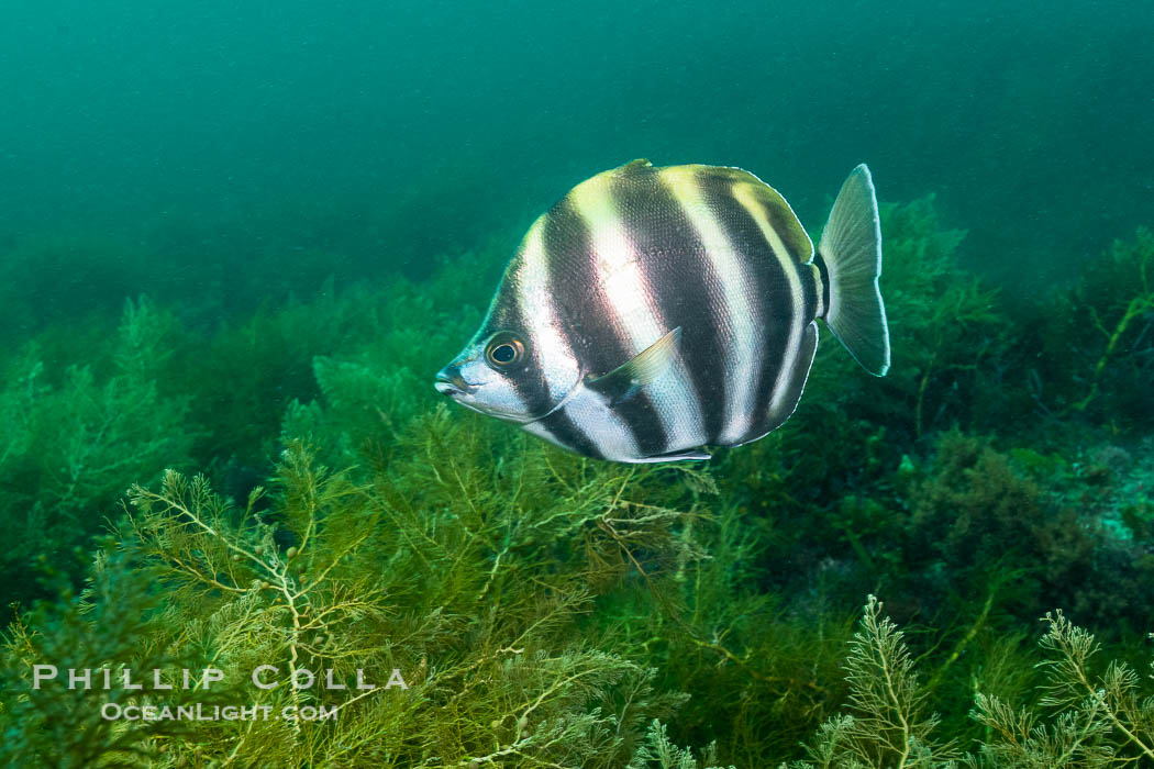 Moonlighter, Tilodon sexfasciatus, Kangaroo Island, South Australia., Tilodon sexfasciatus, natural history stock photograph, photo id 39248