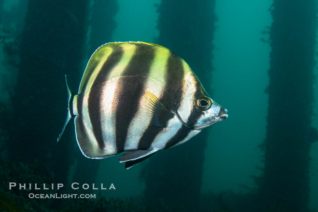 Moonlighter, Tilodon sexfasciatus, Rapid Bay Jetty, South Australia., natural history stock photograph, photo id 39359