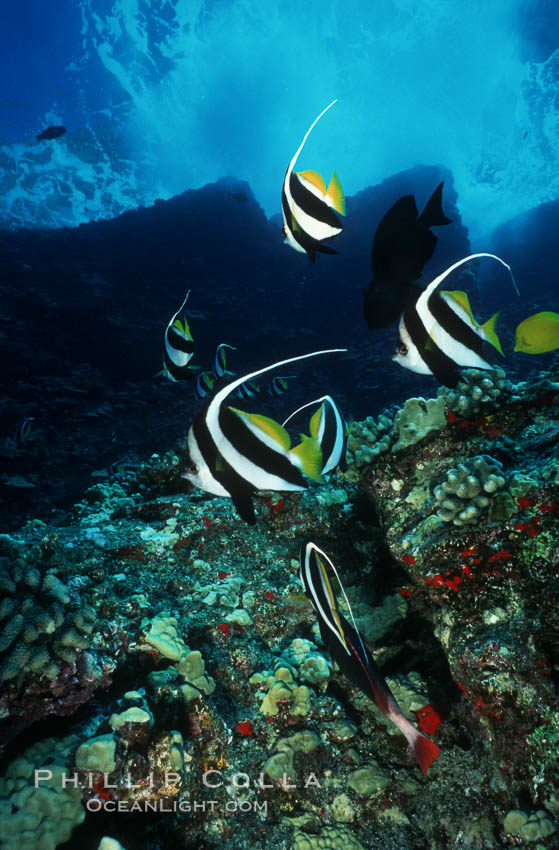 Moorish idols, Molokini Island. Maui, Hawaii, USA, natural history stock photograph, photo id 00318