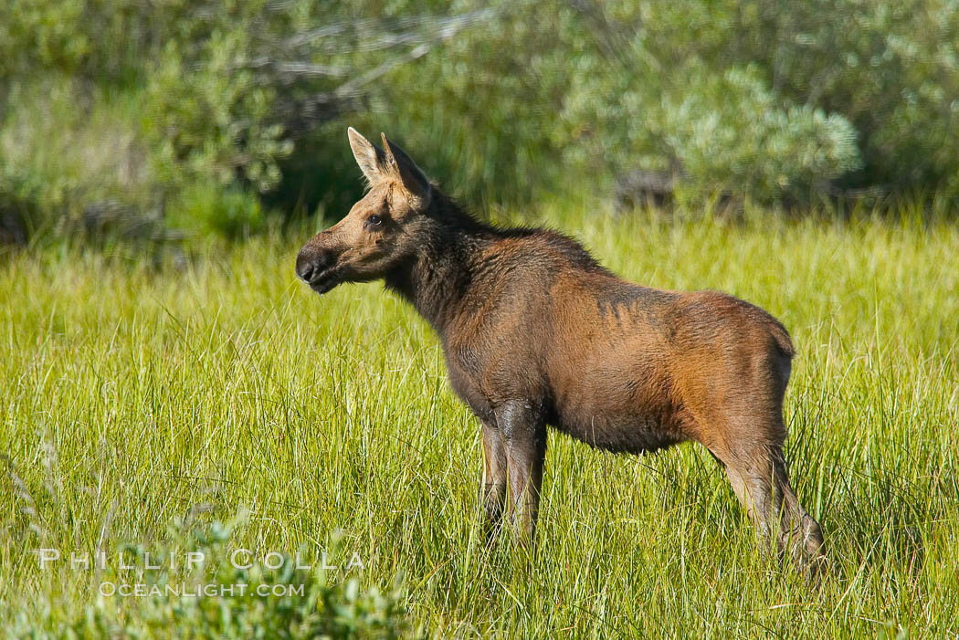 Moose calf. Grand Teton National Park, Wyoming, USA, Alces alces, natural history stock photograph, photo id 13044