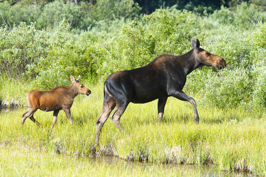 Mother and calf moose wade through meadow grass near Christian Creek. Grand Teton National Park, Wyoming, USA, Alces alces, natural history stock photograph, photo id 13053