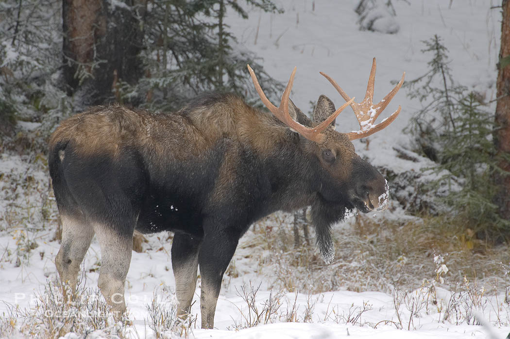 A male moose, bull moose, on snow covered field, near Cooke City., Alces alces, natural history stock photograph, photo id 19686