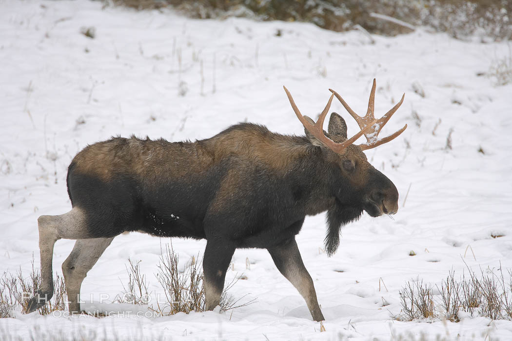 A male moose, bull moose, on snow covered field, near Cooke City. Yellowstone National Park, Wyoming, USA, Alces alces, natural history stock photograph, photo id 19683