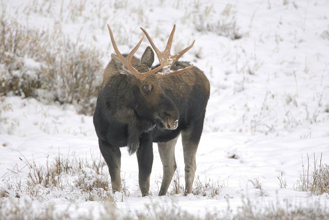 A male moose, bull moose, on snow covered field, near Cooke City. Yellowstone National Park, Wyoming, USA, Alces alces, natural history stock photograph, photo id 19689