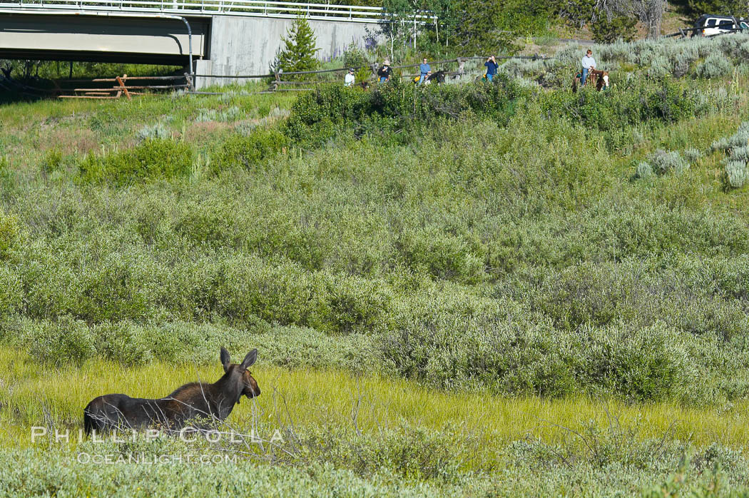 Adult female moose watches horseback riders near Christian Creek. Grand Teton National Park, Wyoming, USA, Alces alces, natural history stock photograph, photo id 13046