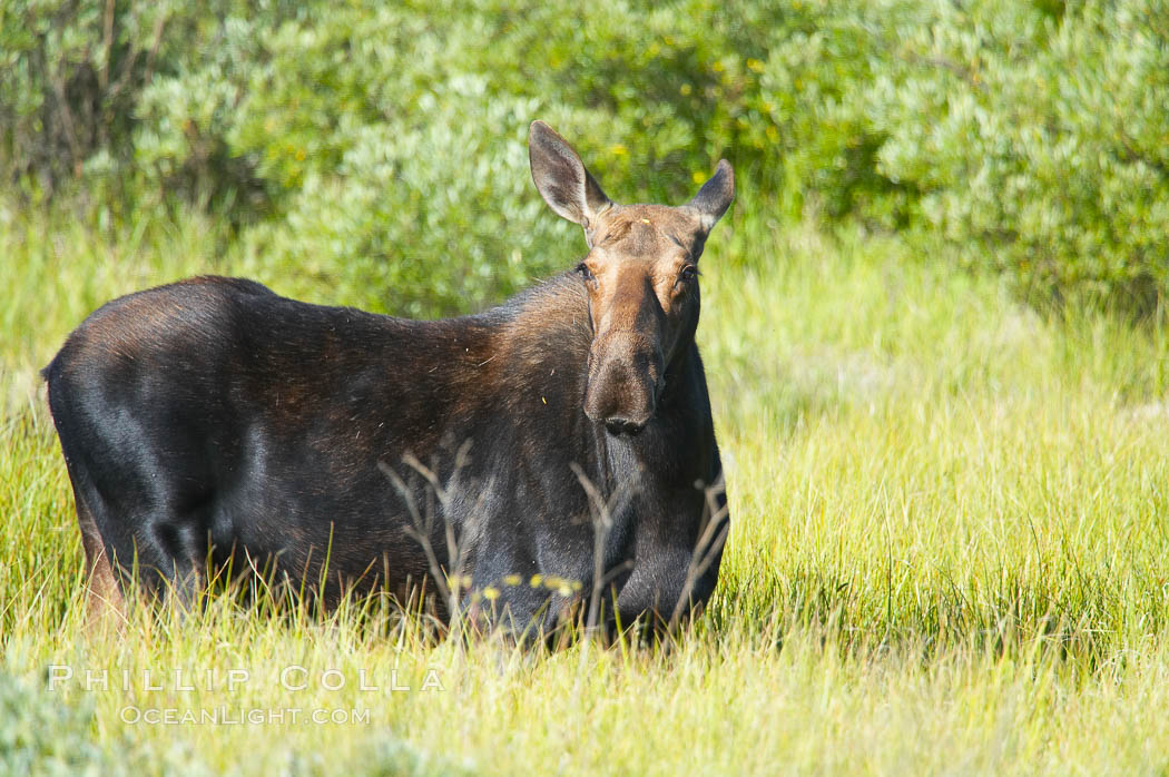 Adult female moose in deep meadow grass near Christian Creek. Grand Teton National Park, Wyoming, USA, Alces alces, natural history stock photograph, photo id 13052