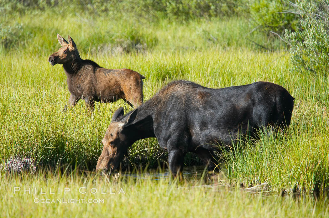 Mother moose grazes in Christian Creek while its calf watches nearby. Grand Teton National Park, Wyoming, USA, Alces alces, natural history stock photograph, photo id 13043