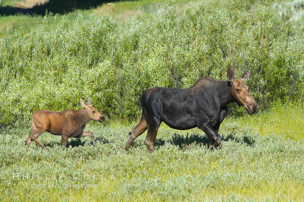Image 13037, Mother and calf moose wade through meadow grass near Christian Creek. Grand Teton National Park, Wyoming, USA, Alces alces, Phillip Colla, all rights reserved worldwide. Keywords: alces, alces alces, animal, animalia, artiodactyla, capreolinae, cervidae, chordata, christian creek, creature, grand teton, grand teton national park, grand tetons, mammal, moose, national parks, nature, tetons, usa, vertebrata, vertebrate, wildlife, wyoming.