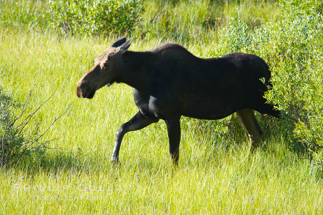 Adult female moose in deep meadow grass near Christian Creek. Grand Teton National Park, Wyoming, USA, Alces alces, natural history stock photograph, photo id 13049