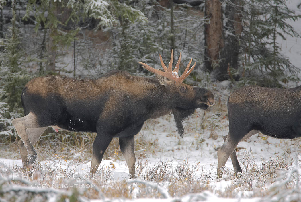 A male moose, bull moose, on snow covered field, near Cooke City. Yellowstone National Park, Wyoming, USA, Alces alces, natural history stock photograph, photo id 19688