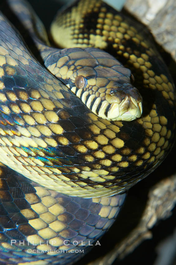 Amethystine python.  The amethystine python is Australias biggest snake.  They are nocturnal and arboreal, inhabiting tropical rainforests, monsoon forests and vine forests., Morelia amethistina, natural history stock photograph, photo id 12568