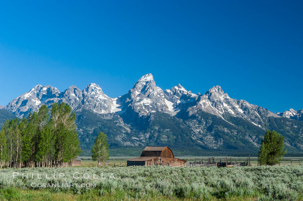 Aspens and an old barn along Mormon Row below the Teton Range. Grand Teton National Park, Wyoming, USA, natural history stock photograph, photo id 07422