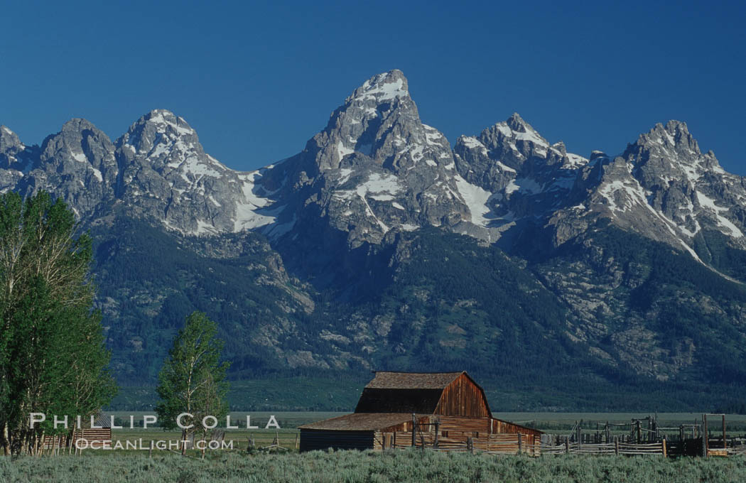 Aspens and an old barn along Mormon Row below the Teton Range. Grand Teton National Park, Wyoming, USA, natural history stock photograph, photo id 07376