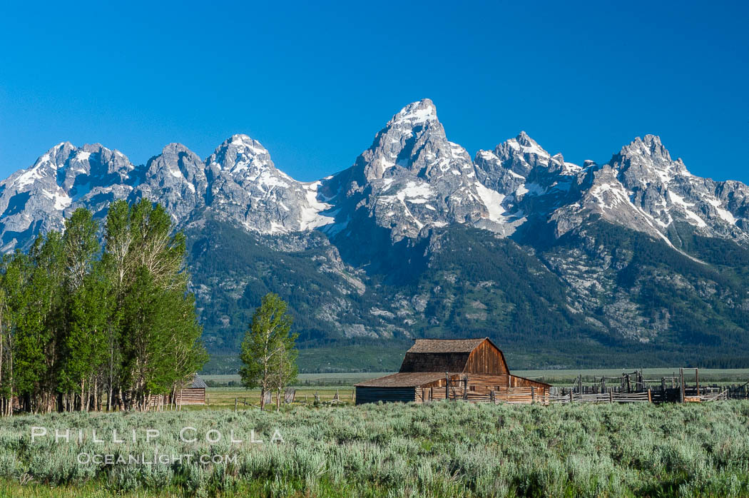 Aspens and an old barn along Mormon Row below the Teton Range. Grand Teton National Park, Wyoming, USA, natural history stock photograph, photo id 07421