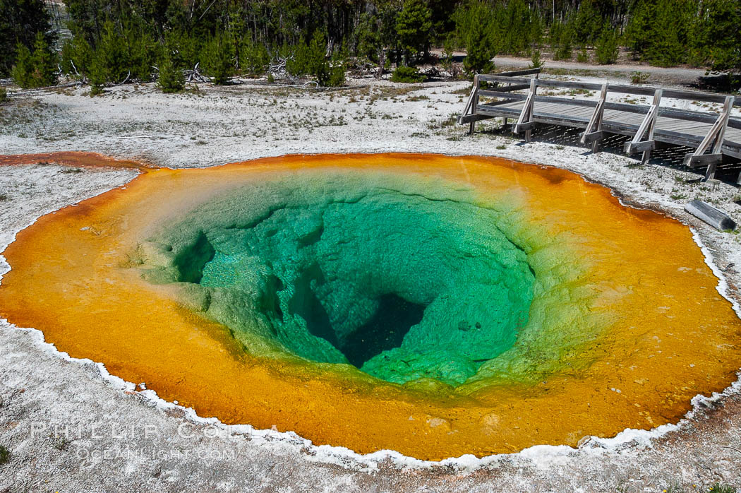 Morning Glory Pool has long been considered a must-see site in Yellowstone. At one time a road brought visitors to its brink. Over the years they threw coins, bottles and trash in the pool, reducing its flow and causing the red and orange bacteria to creep in from its edge, replacing the blue bacteria that thrive in the hotter water at the center of the pool. The pool is now accessed only by a foot path. Upper Geyser Basin. Yellowstone National Park, Wyoming, USA, natural history stock photograph, photo id 07268