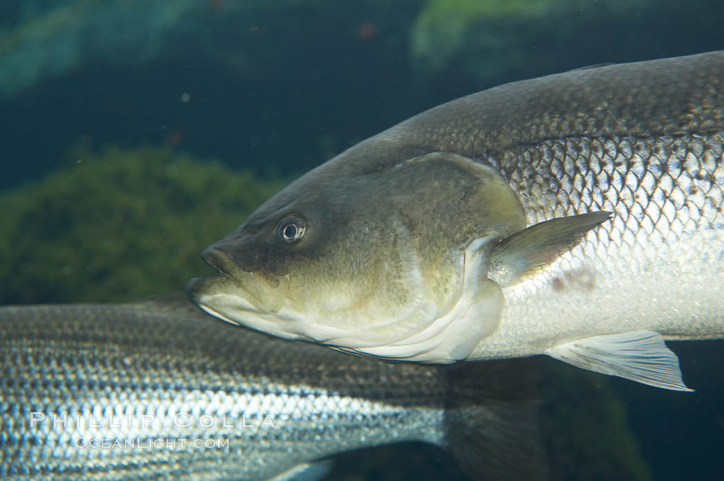 Striped bass (striper, striped seabass)., Morone saxatilis, natural history stock photograph, photo id 10982