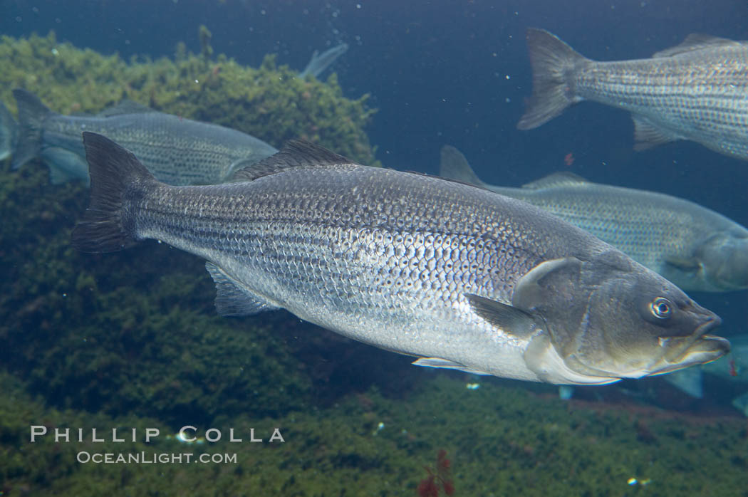 Striped bass (striper, striped seabass)., Morone saxatilis, natural history stock photograph, photo id 10985