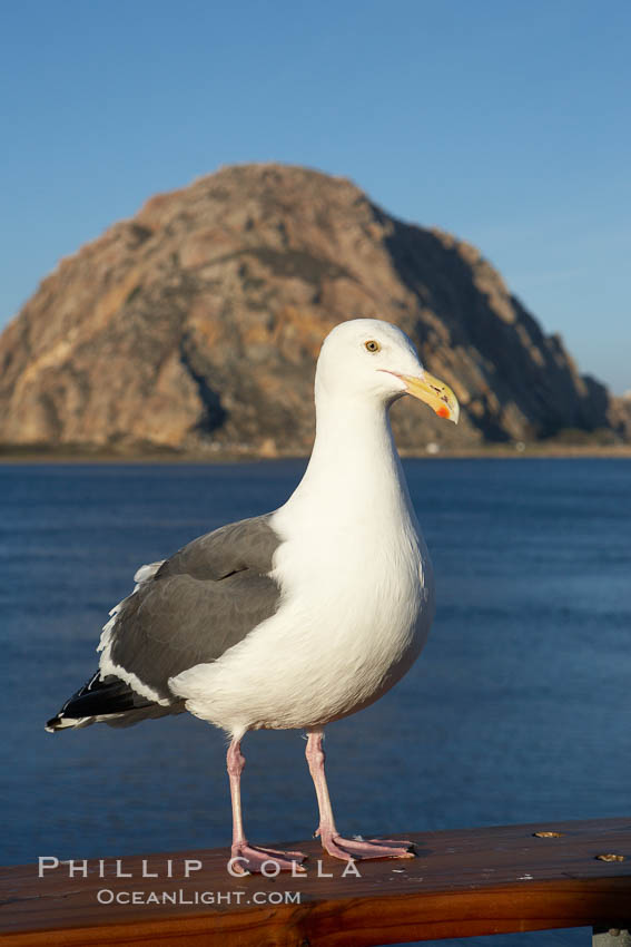 Seagull and Morro Rock. Morro Bay, California, USA, natural history stock photograph, photo id 22245