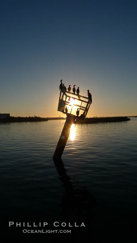 Cormornants rest on abandoned metal structure sticking out of the water in Moss Landing Harbor. California, USA, natural history stock photograph, photo id 21498