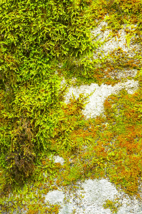 Moss and rocks, Bass Lake, western Sierra. California, USA, natural history stock photograph, photo id 12698
