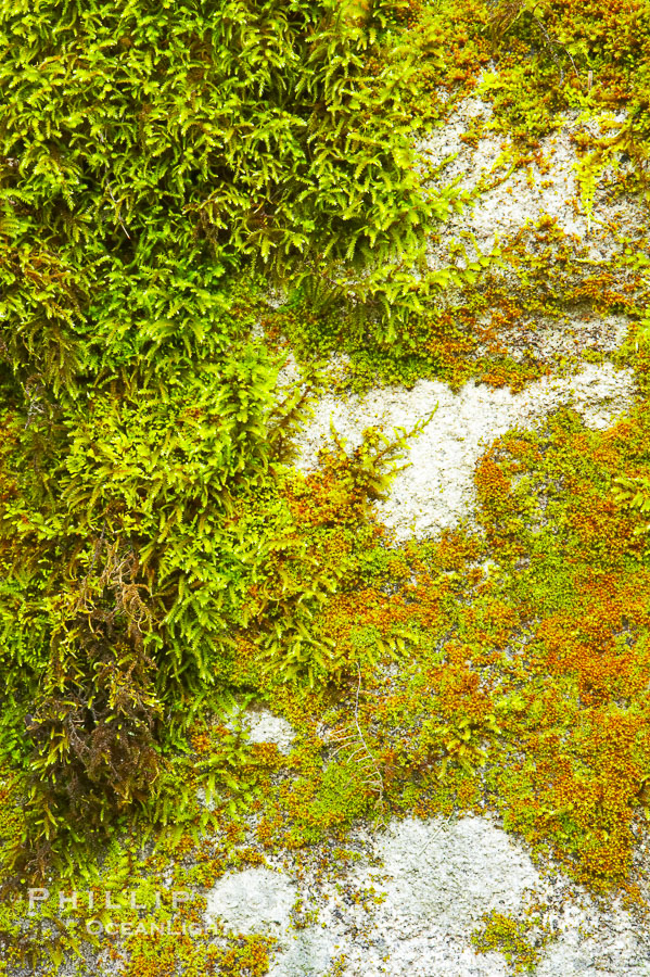 Moss and rocks, Bass Lake, western Sierra., natural history stock photograph, photo id 12698