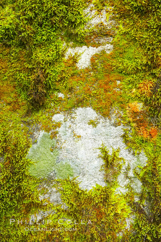 Moss and rocks, Bass Lake, western Sierra. California, USA, natural history stock photograph, photo id 12697